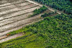 Image result for deforestation