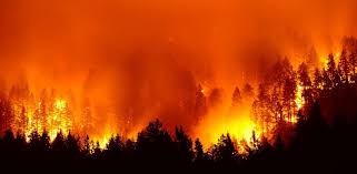 Image result for amazon fires
